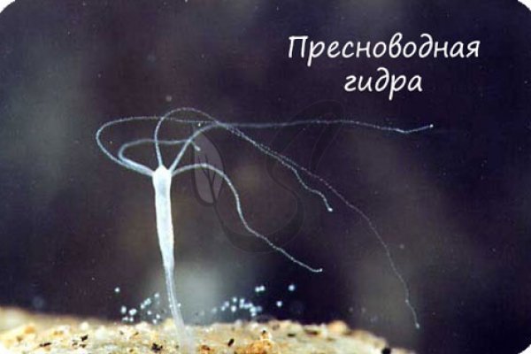 Кракен маркетплейс что продают