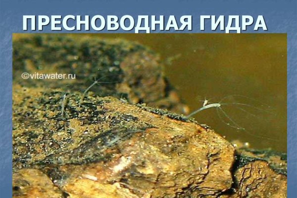 Ссылки зеркала на kraken