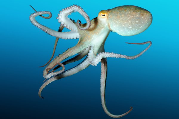Кракен даркнет store kraken dark link